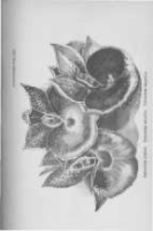 Ogrodnik Polski. 1899 R.21 nr3