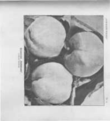 Ogrodnik Polski. 1897 R.19 nr9