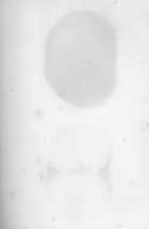 Ogrodnik Polski. 1897 R.19 nr19