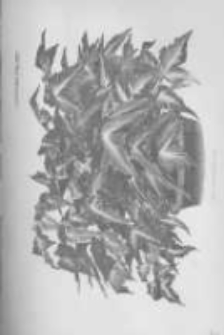 Ogrodnik Polski. 1897 R.19 nr20