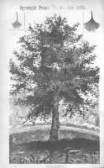 Ogrodnik Polski: dwutygodnik poświęcony wszystkim gałęziom ogrodnictwa 1880 R.2 T.2 Nr16