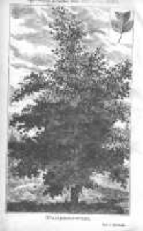 Ogrodnik Polski: dwutygodnik poświęcony wszystkim gałęziom ogrodnictwa 1880 R.2 T.2 Nr24