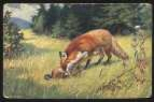 Bażant schwytany przez lisa