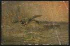 Dzika kaczka. Krzyż&oacute;wka-kaczor