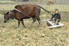 Making woodland at Pho Cao