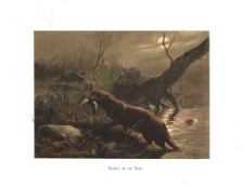 Fischatter auf dem Raube