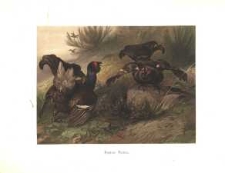 K&auml;mpsende Birkh&auml;hne