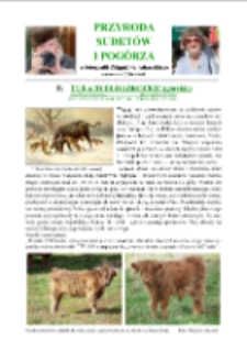 Tur a bydło szkockie (g&oacute;rskie)