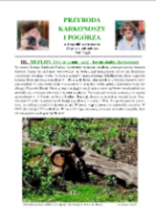 Muflon (Ovis aries musimon) - baran skalny Karkonoszy