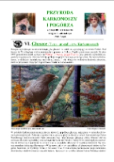 Głuszec (Tetrao urogallus) w Karkonoszach