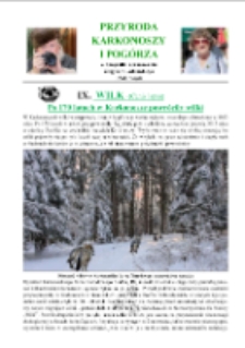 Wilk (Canis lapus). Po 170 latach w Karkonosze powr&oacute;ciły wilki