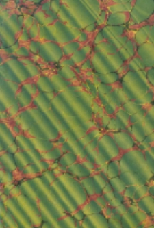 Oeuvres de Saint Bernard. T.3 Sermons: 1. sur le Cantique des Cantiques; 2. Du temps; 3. Des Saints; 4. Sur divers sujets.