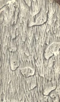 Briefe &uuml;ber Polen, &Ouml;sterreich, Sachsen, Bayern, Italien, Etrurien, den Kirchenstaat und Neapel, an die Comtesse Constance de S. von [...] geschrieben auf eines Reise vom Monat Mai 1807 bis zum Monat Februar 1808. T. 2