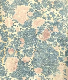 Le Nouvel astrologue parisien, ou le Mathieu Laensbergh r&eacute;form&eacute;, &agrave; l'usage des habitans de la France [calendrier]. 1821