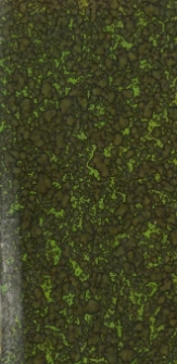 De idea aeternitatis scripsit Alexander comes Wielopolski